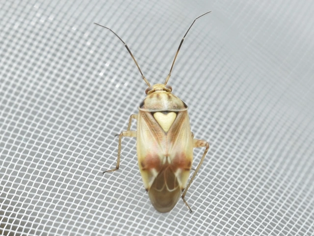 Lygus