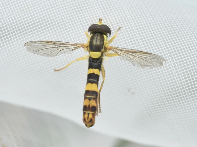 Sphaerophoria