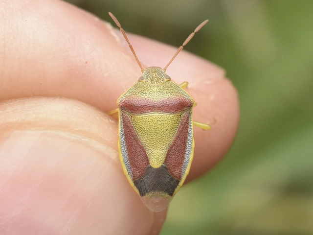 Piezodorus lituratus - bíboros címerespoloska Piezodorus lituratus - bíboros címerespoloska
