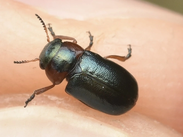 Cheilotoma musciformis - szélesfejű sztyepplevelész