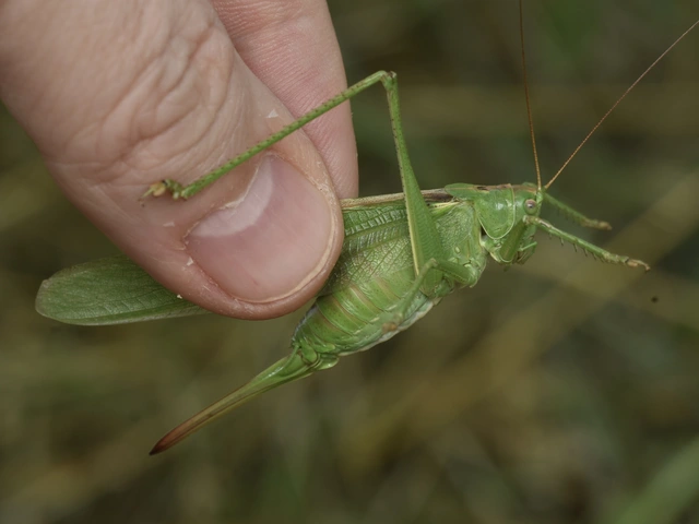 Tettigonia viridissima - zöld lombszöcske