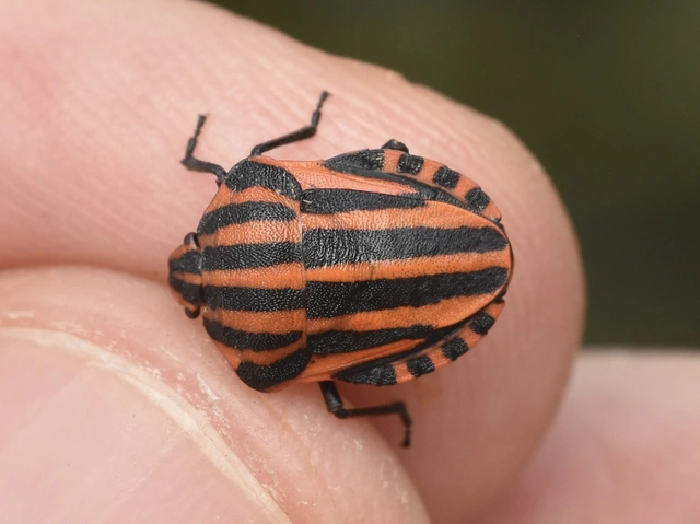 Graphosoma italicum - csíkos pajzsospoloska