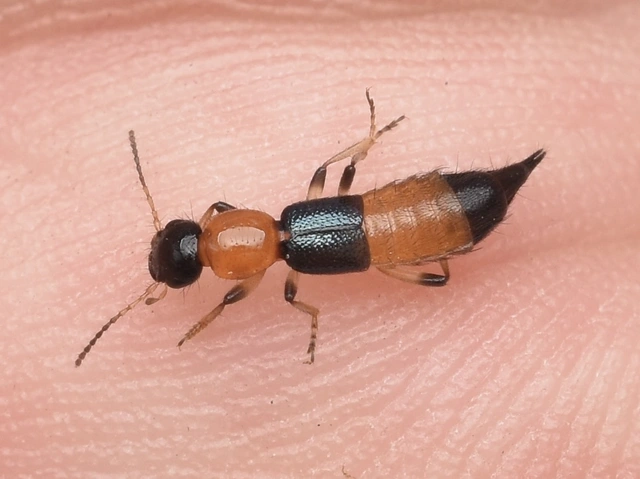 Paederus littoralis - réti partiholyva