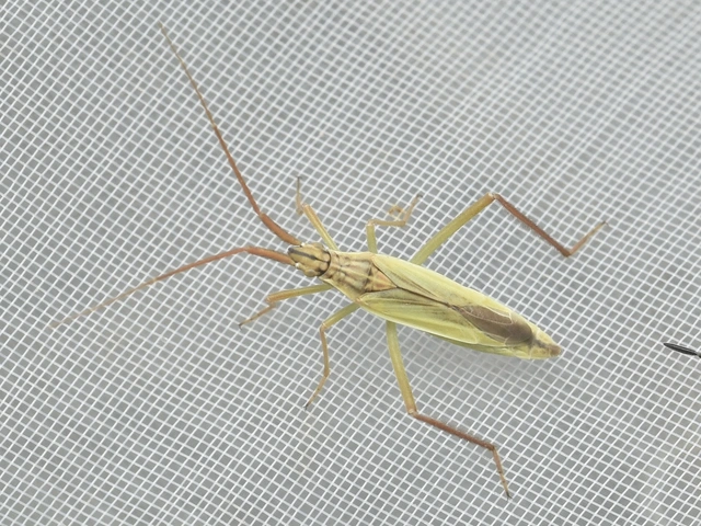 Notostira