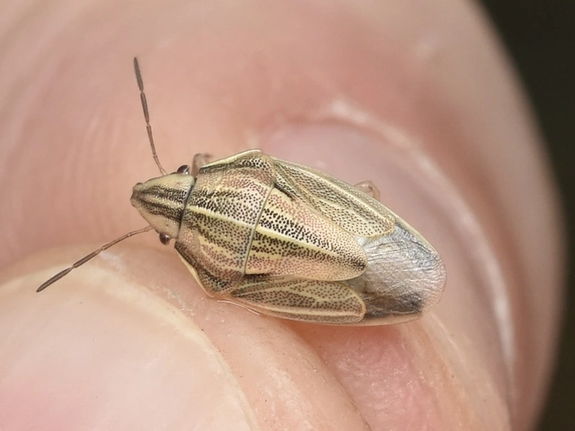 Aelia acuminata - közönséges szipolypoloska Aelia acuminata - közönséges szipolypoloska