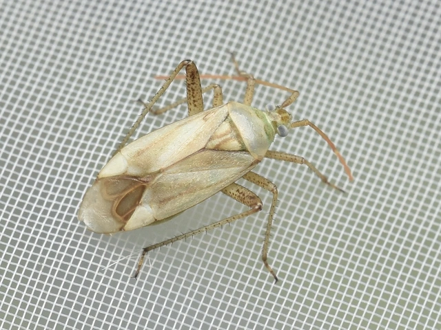 Adelphocoris lineolatus - lucernapoloska