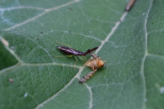 Heterotoma merioptera/planicornis