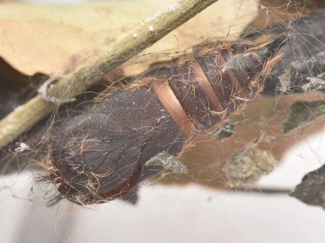 Lymantria dispar - gyapjaslepke
