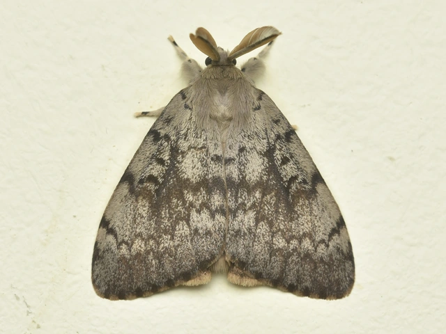 Lymantria dispar - gyapjaslepke