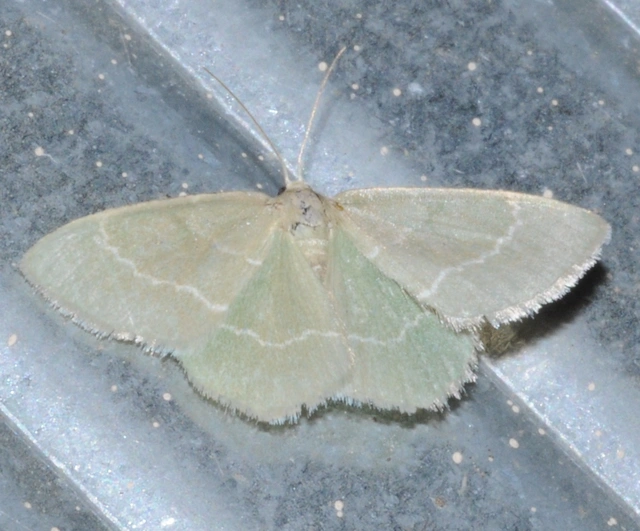 Chlorissa viridata/cloraria