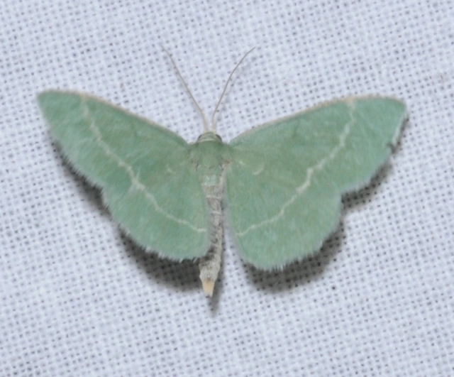 Chlorissa viridata/cloraria