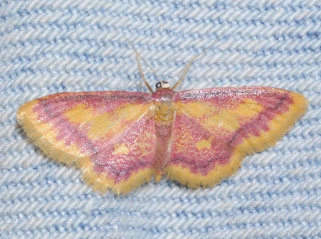 Idaea muricata - mocsári pirosaraszoló