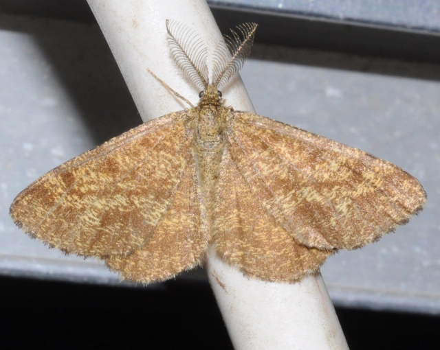 Ematurga atomaria - barna rétiaraszoló