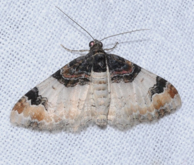 Catarhoe cuculata - csuklyás tarkaaraszoló