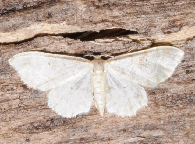 Idaea fuscovenosa - szürkeszélű apróaraszoló