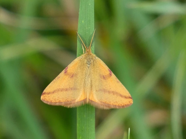 Lythria purpuraria - bíborsávos araszoló