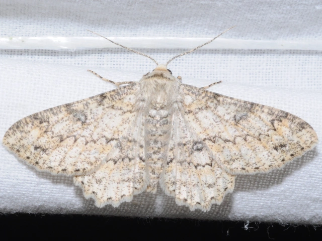 Ascotis selenaria - holdas faaraszoló