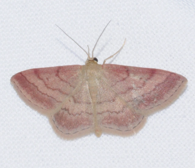 Scopula rubiginata - réti pirosaraszoló