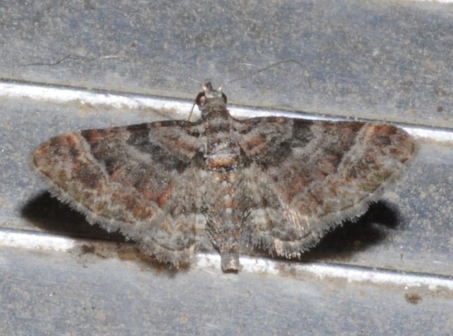Gymnoscelis rufifasciata - vöröscsíkos törpearaszoló