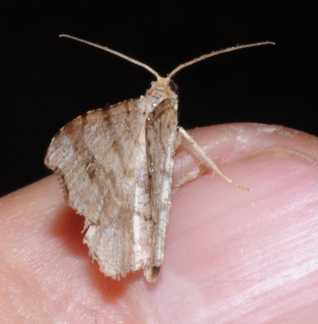 Macaria alternata - közönséges szürkearaszoló