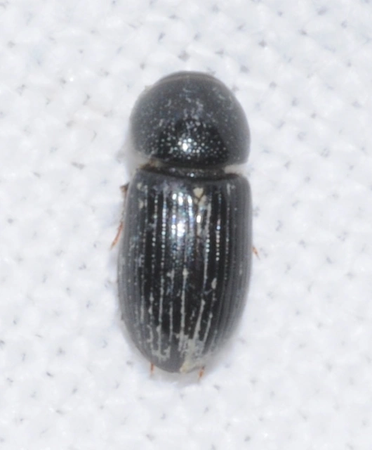 Aphodius varians - változékony trágyabogár
