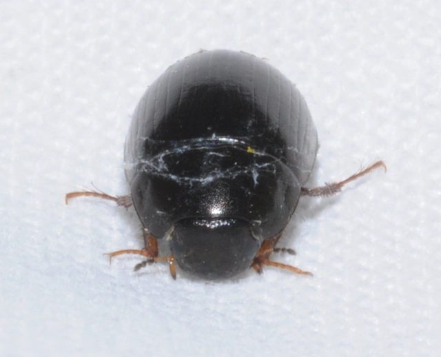 Hydrobius fuscipes - változékony csibor