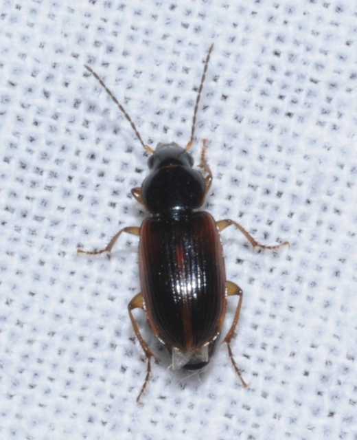 Stenolophus mixtus - közönséges turzásfutó