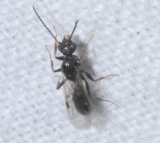 Dolichoderus quadripunctatus - négypettyes erdeihangya