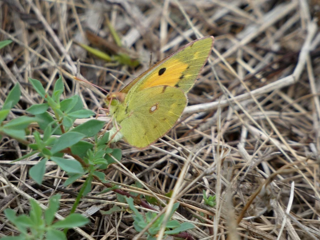 Colias croceus - sáfránylepke
