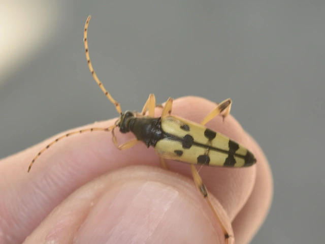 Rutpela maculata - tarkacsápú karcsúcincér