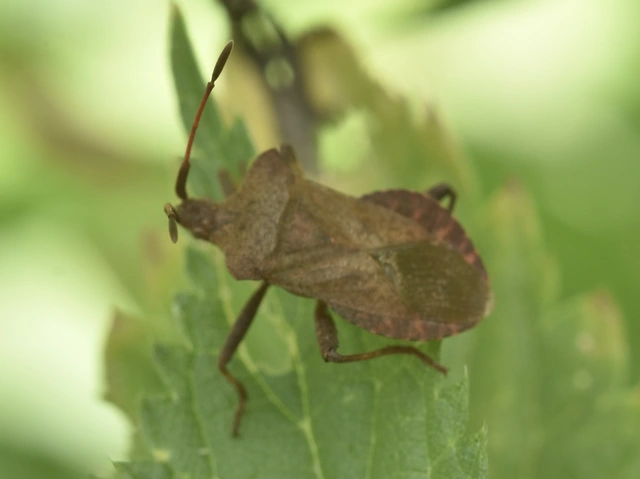 Coreus marginatus - közönséges karimáspoloska
