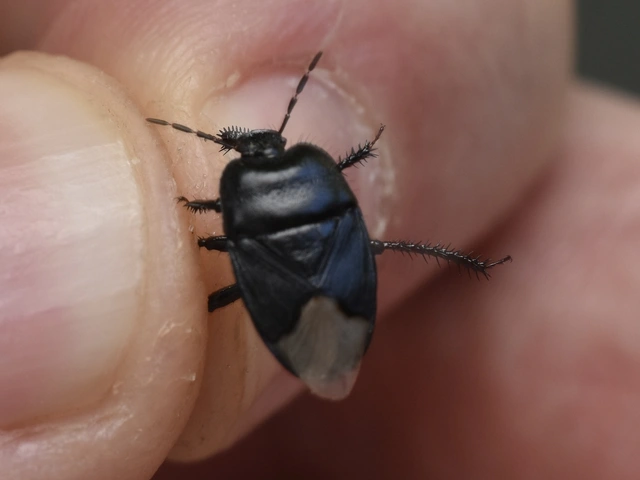 Cydnus aterrimus - nagy földipoloska