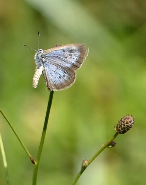 Phengaris nausithous - sötétaljú hangyaboglárka