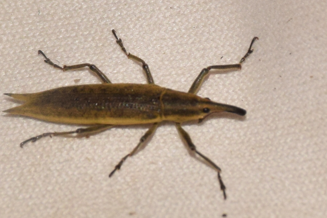 Lixus paraplecticus - fecskefarkú dudvabarkó