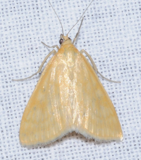 Sitochroa verticalis - világossárga dudvamoly