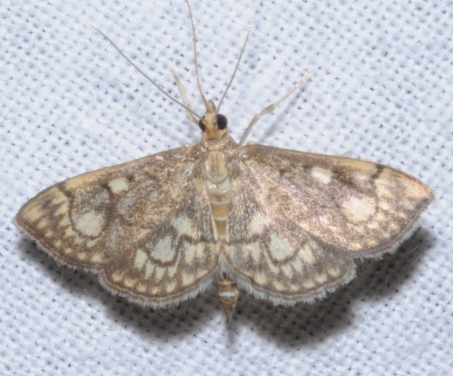Anania stachydalis - mocsári dudvamoly
