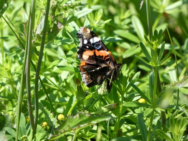 Vanessa atalanta - atalantalepke