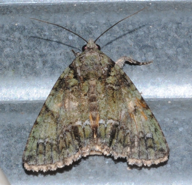 Polyphaenis sericata - selyemfényű erdeibagoly