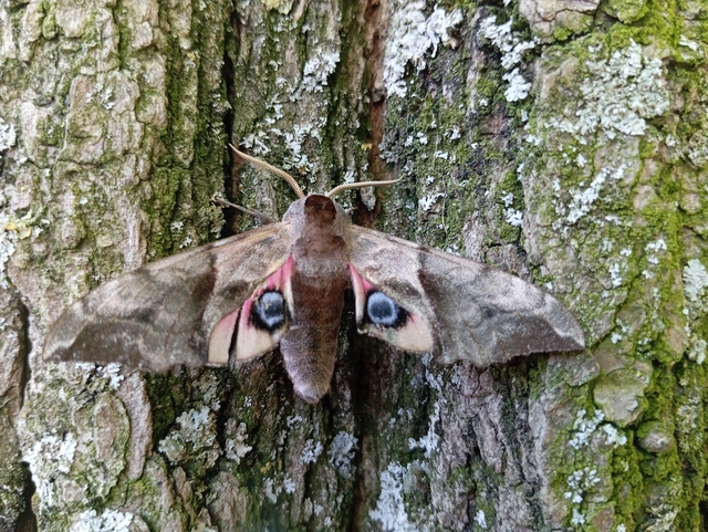Smerinthus ocellatus - esti pávaszem