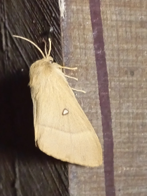 Lasiocampa quercus - tölgyfaszövő