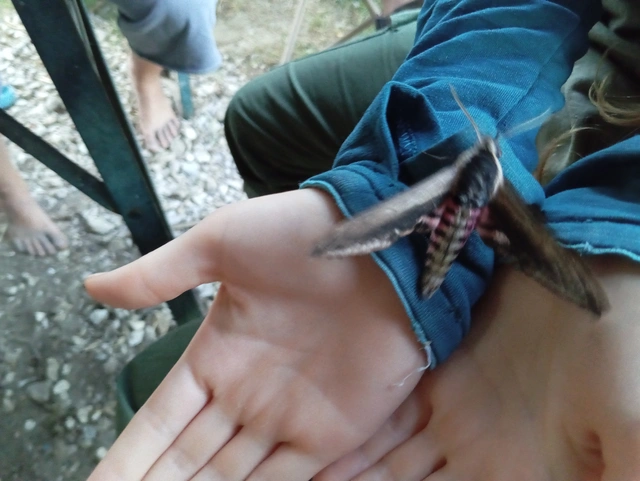 Sphinx ligustri - fagyalszender