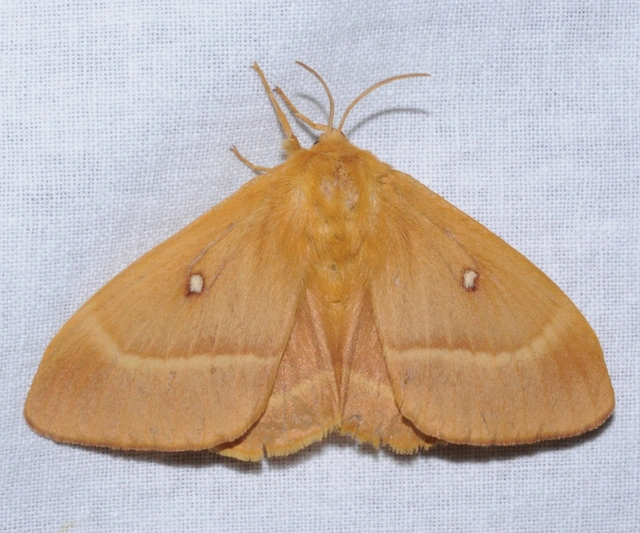 Lasiocampa quercus - tölgyfaszövő