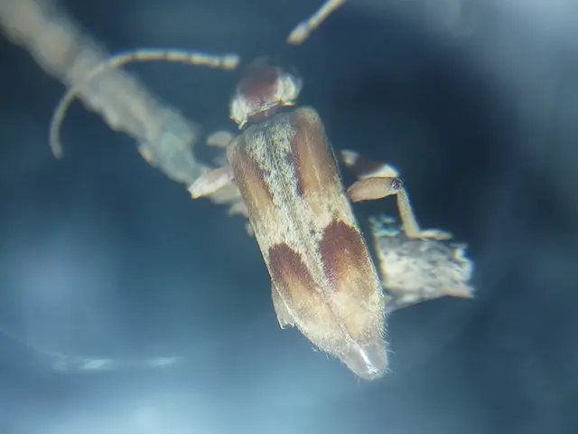Trichoferus pallidus - sápadt éjicincér
