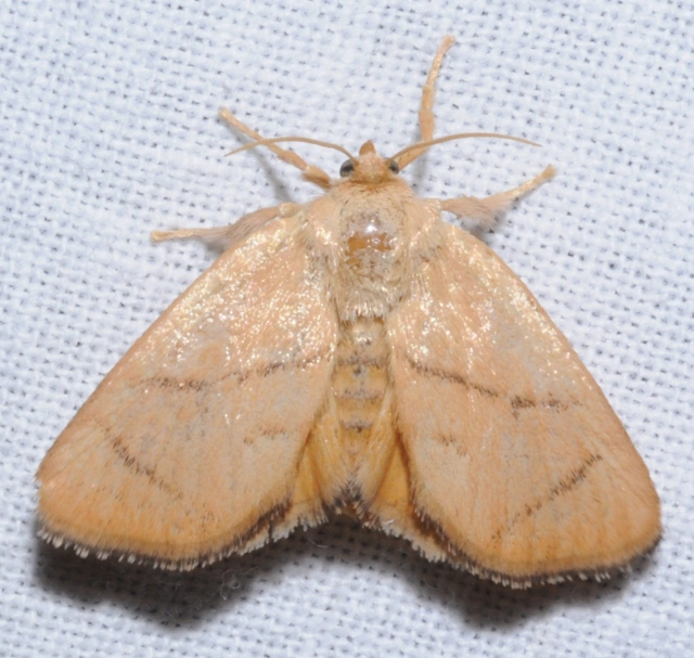 Apoda limacodes - kagylólepke
