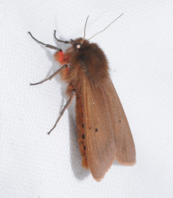 Phragmatobia fuliginosa - füstös medvelepke