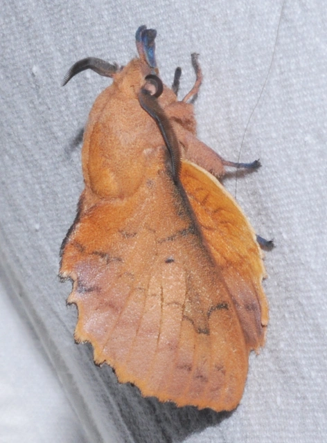 Gastropacha quercifolia - tölgylevélpohók