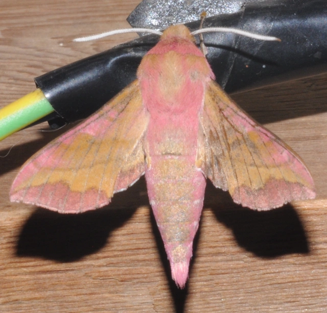 Deilephila porcellus - piros szender