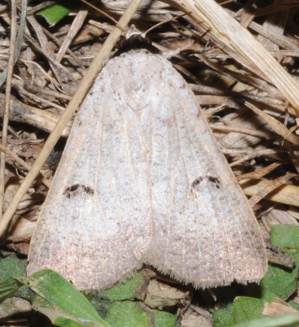 Lygephila craccae - gyakori csüdfűbagoly