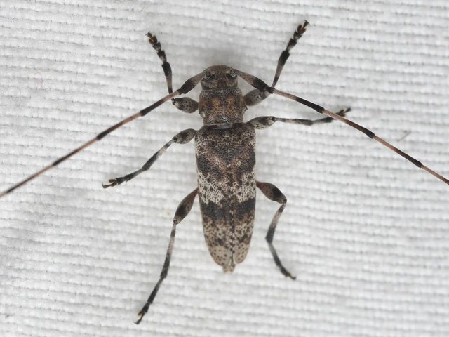 Acanthocinus griseus - szürke daliáscincér