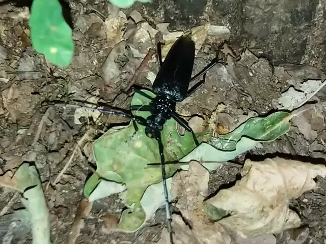Cerambyx cerdo - nagy hőscincér